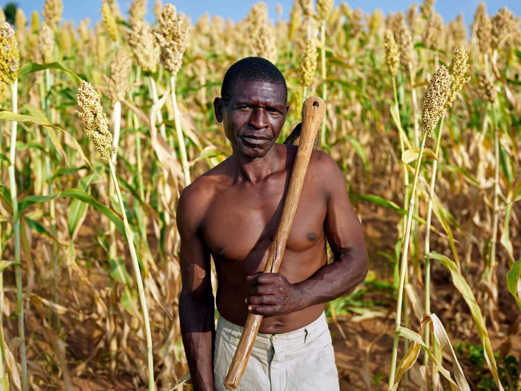 Image for Reviving indigenous seeds in Zimbabwe