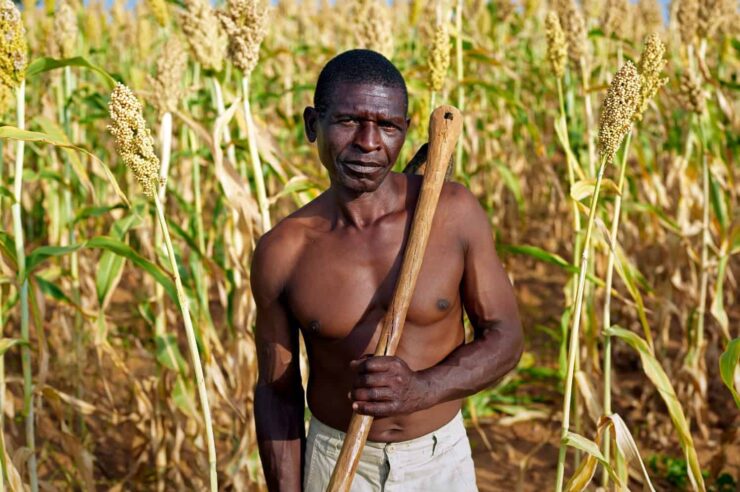 Image for Reviving indigenous seeds in Zimbabwe