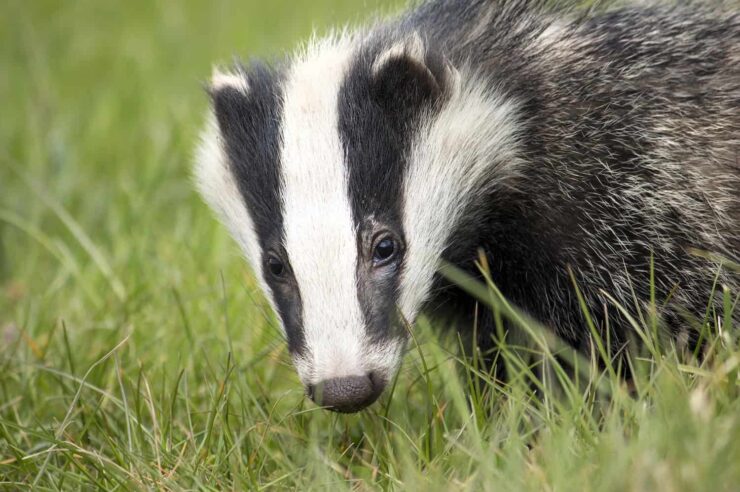 Image for Britain’s carnivorous mammals bounce back