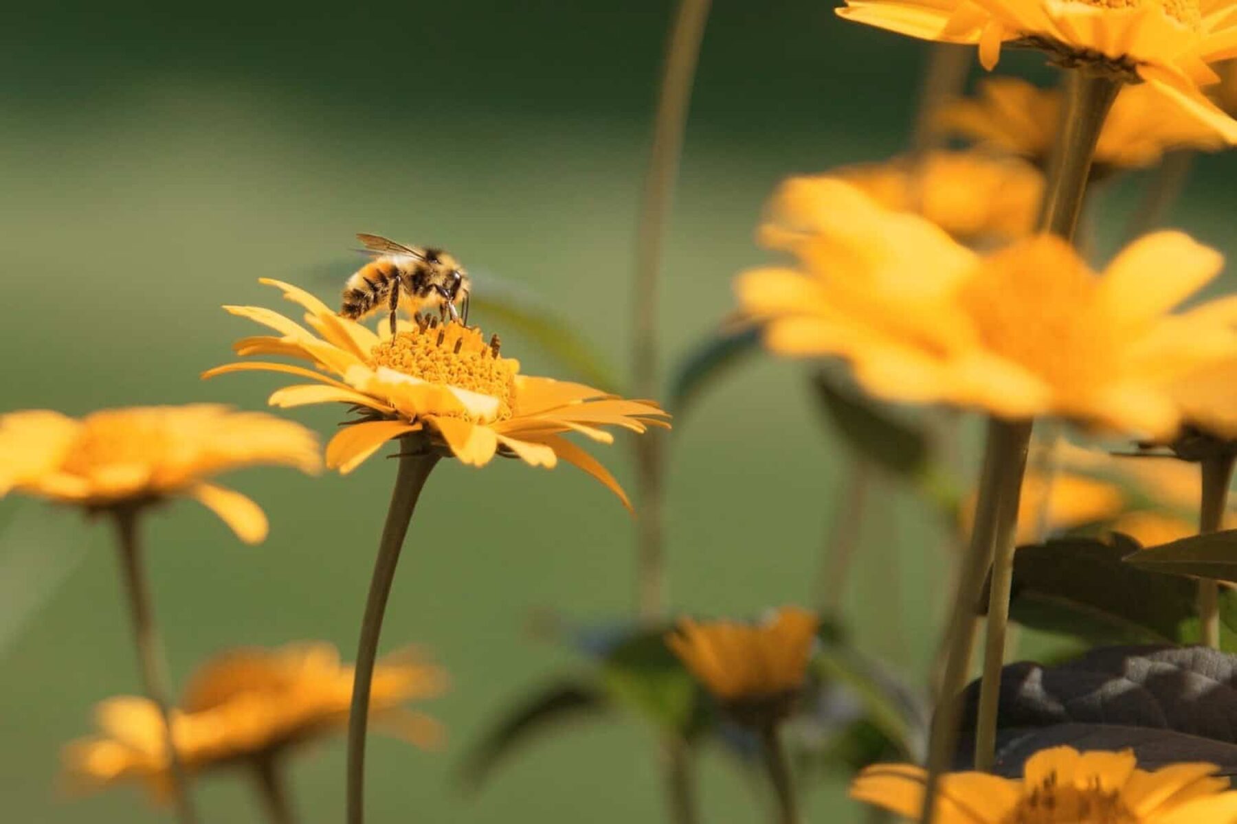 Image for Grassroots bee petition forces greener farming measures in Bavaria