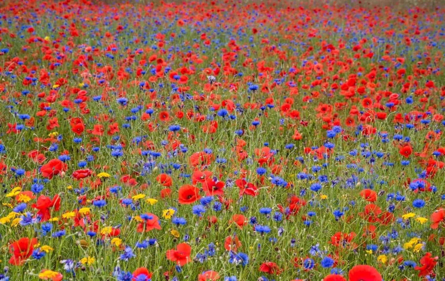 Image for Maps reveal the ‘people’s choice’ wildflowers: one for each UK county