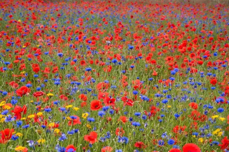 Image for Maps reveal the ‘people’s choice’ wildflowers: one for each UK county