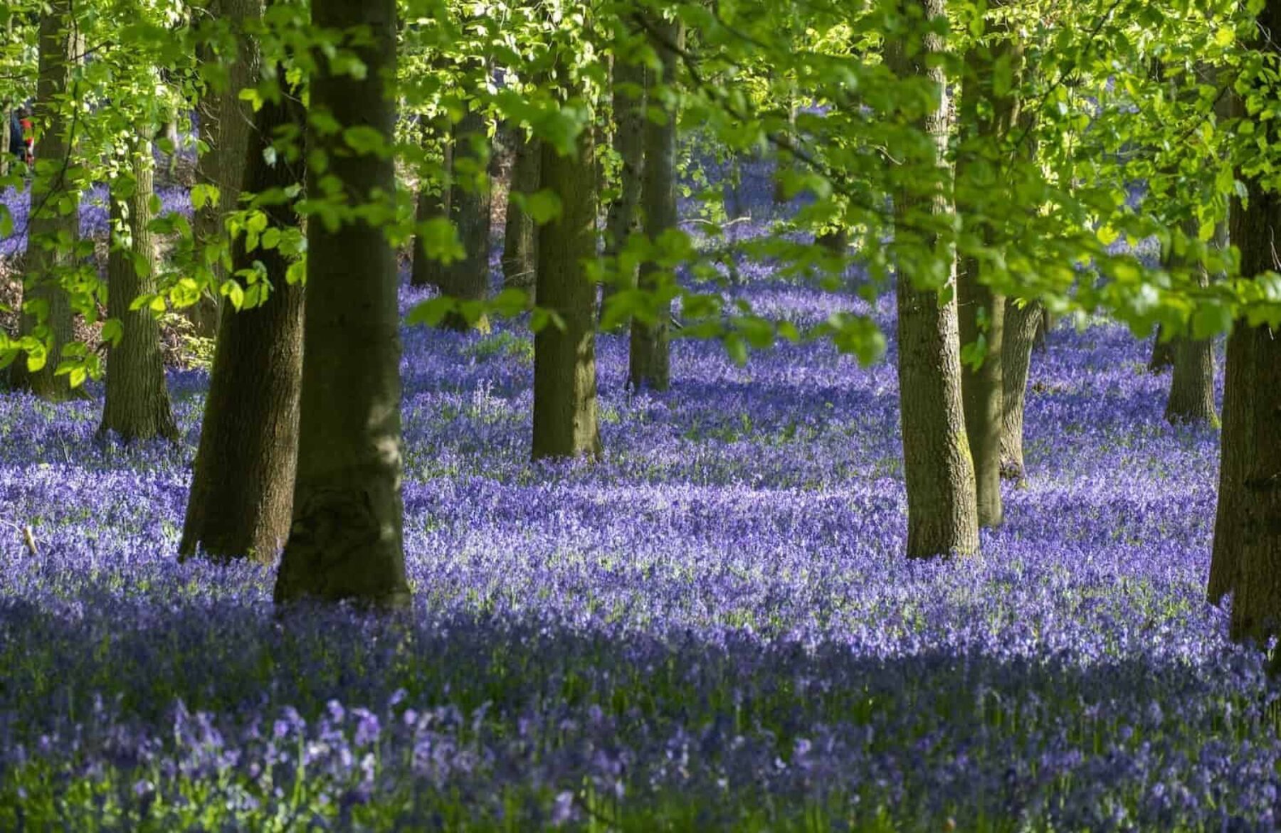 Image for ‘Redirect billions of pounds of farm subsidies towards restoring nature,’ urge campaigners