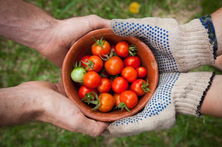 Image for Close to home: ‘why local food is the future’