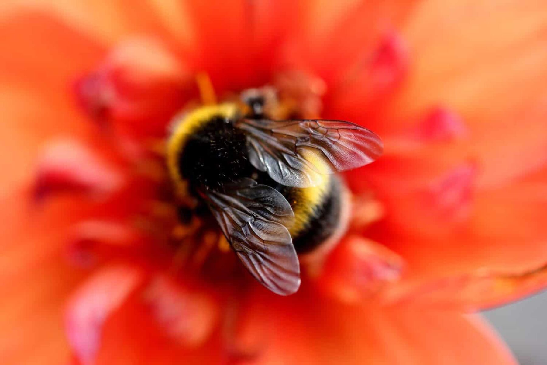 Image for Free online gardening tool launched to help people support pollinators