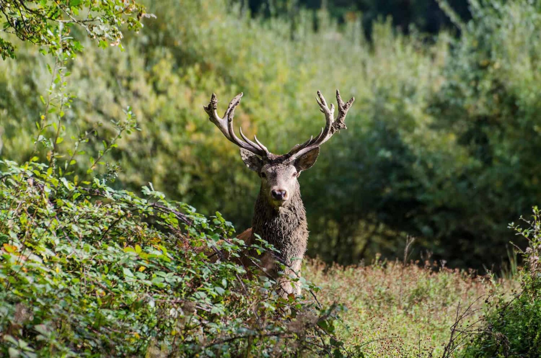 Image for Wild riches: uncovering Knepp estate’s ambitious rewilding project