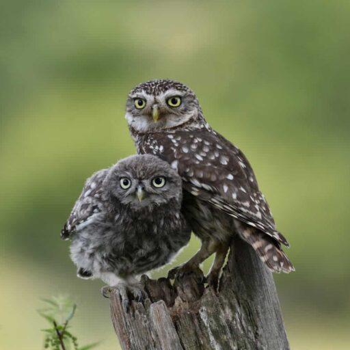 Little owls at the Knepp estate in Sussex