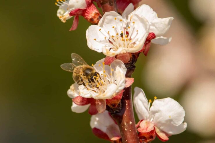 Image for ‘Bee saviour’ sugar cards give energy boost to weary pollinators