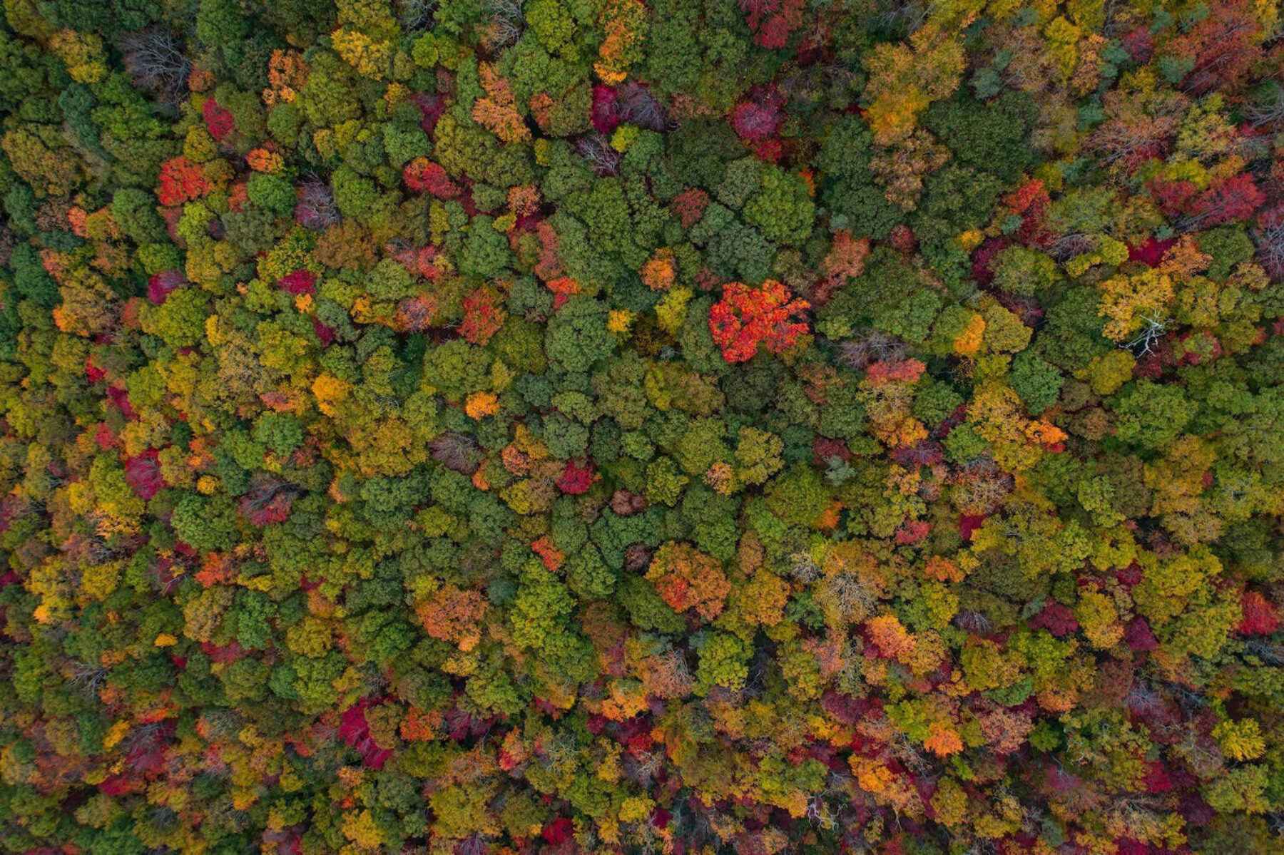 Image for Mass-scale reforestation has ‘mind-blowing potential’ to combat climate change, finds study