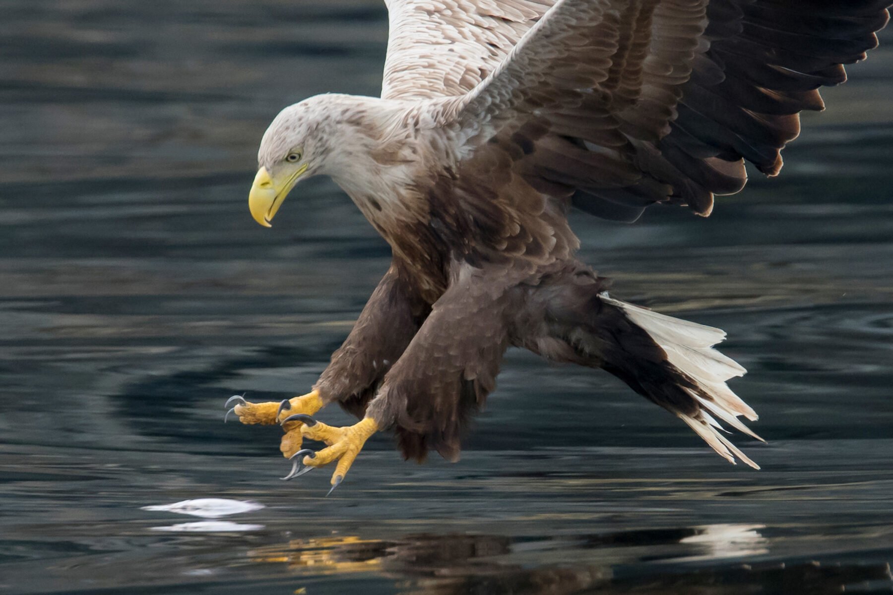 Image for Six white-tailed eagles reintroduced as part of five-year project