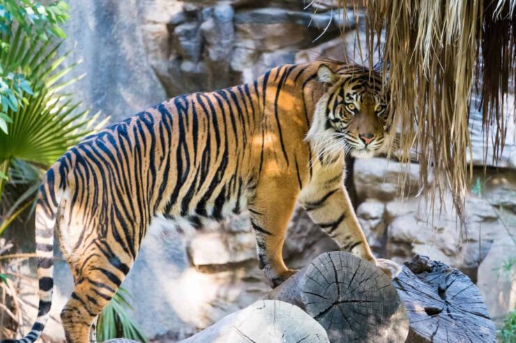 Image for India’s wild tigers are up by more than 30%