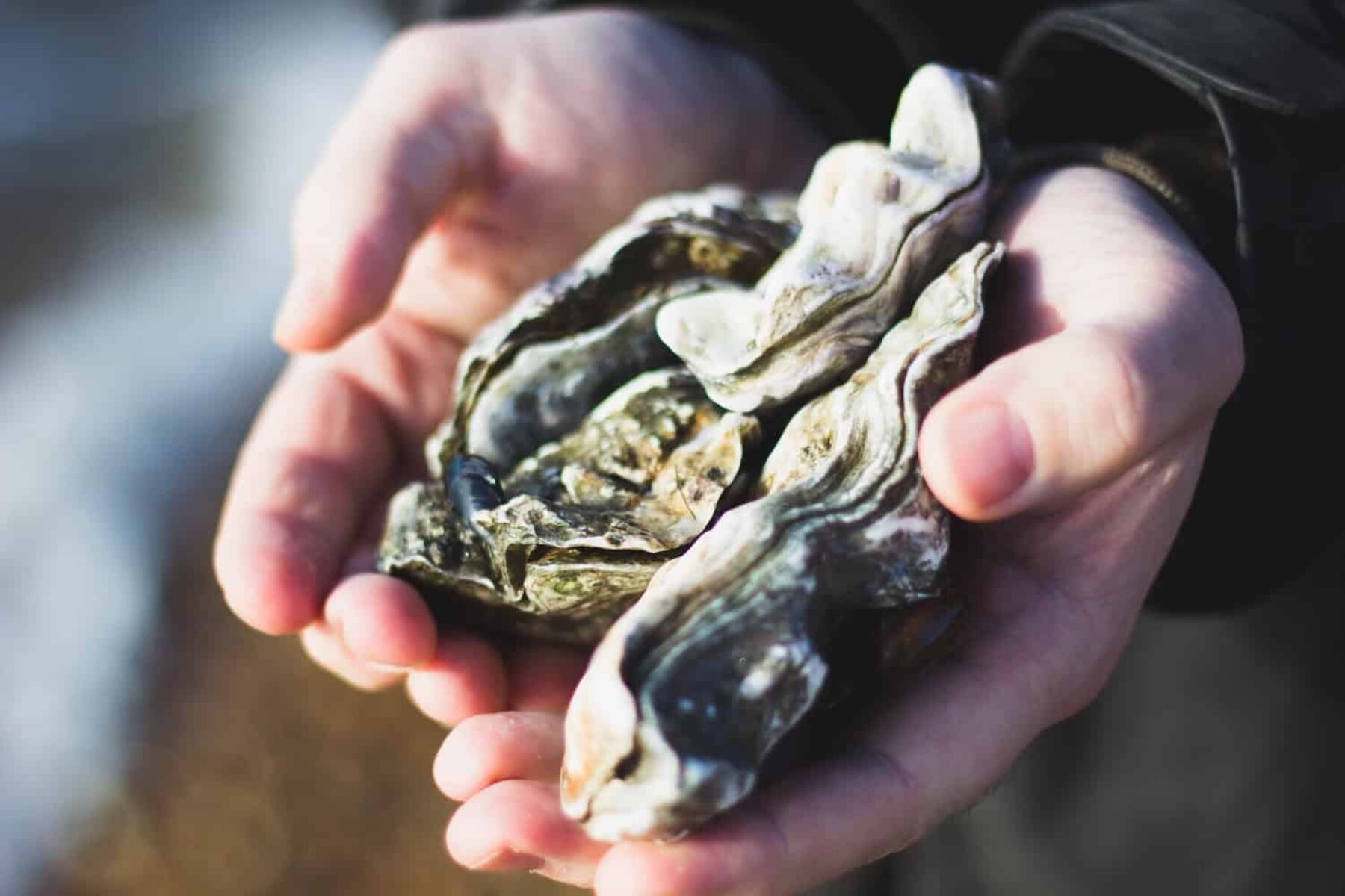 Image for ‘Mother oyster’ sanctuary in Essex could restore species