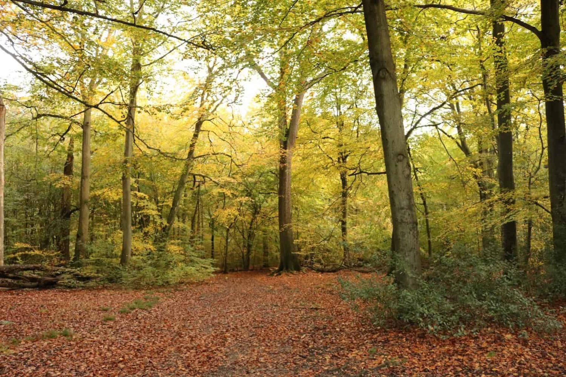 Image for Big polluters should pay for 100m trees a year, say experts