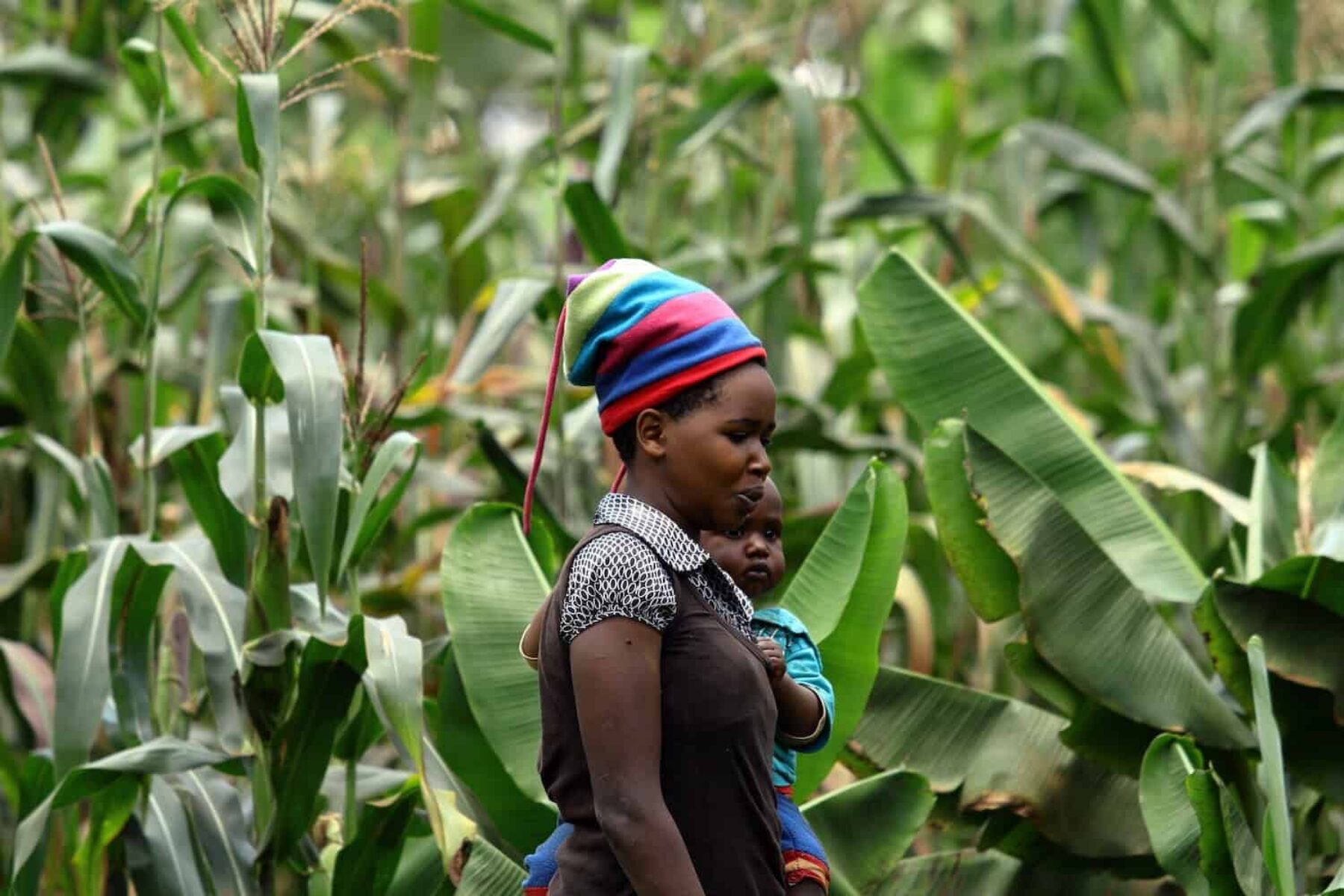 Image for A gift that grows: how dedicating a tree this Mother’s Day can support women farmers