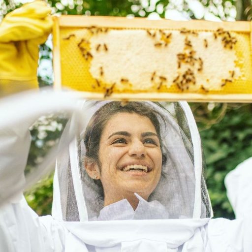 Refugees tend beehives