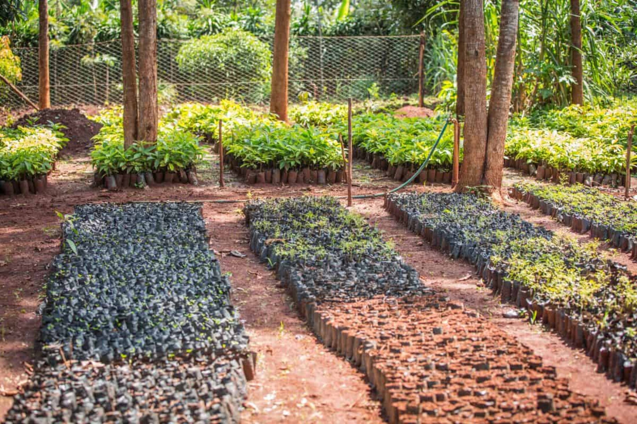 A nursery for Treedom carbon offsetting