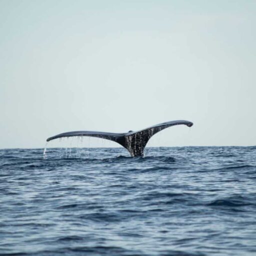 A whale fin at sea