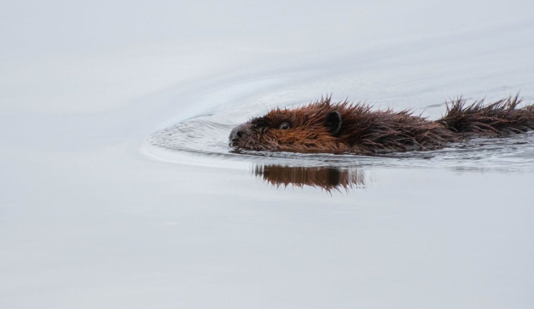 Image for How the reintroduction of beavers is changing Britain for the better