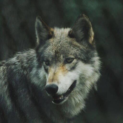 A grey wolf