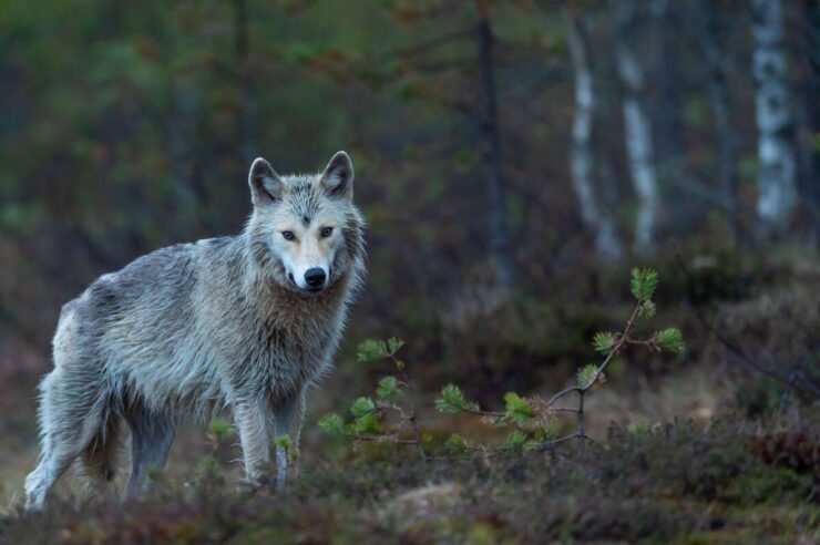 Image for Three good things: animals that have staged an unlikely comeback