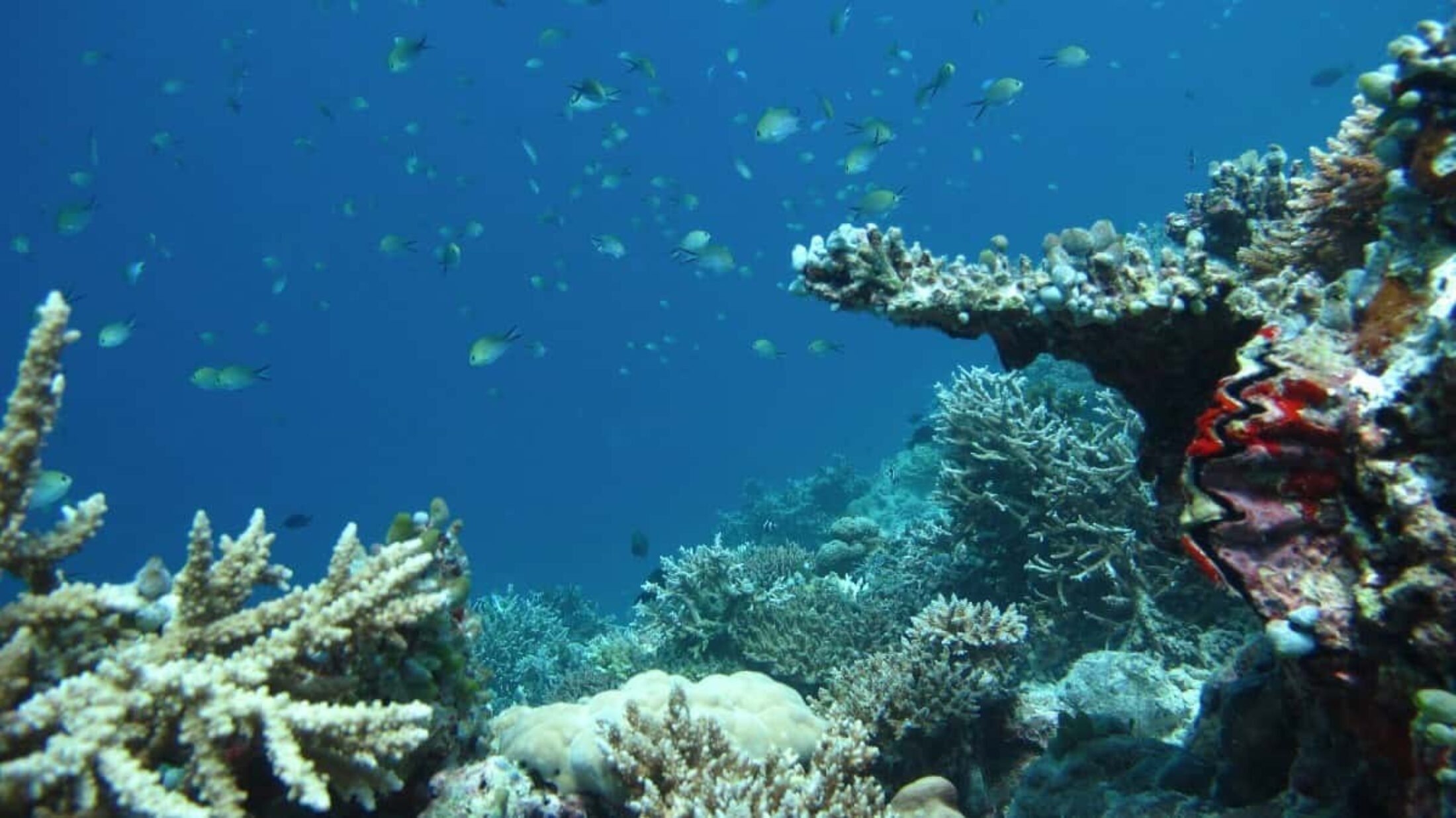 Scuba diving maldives