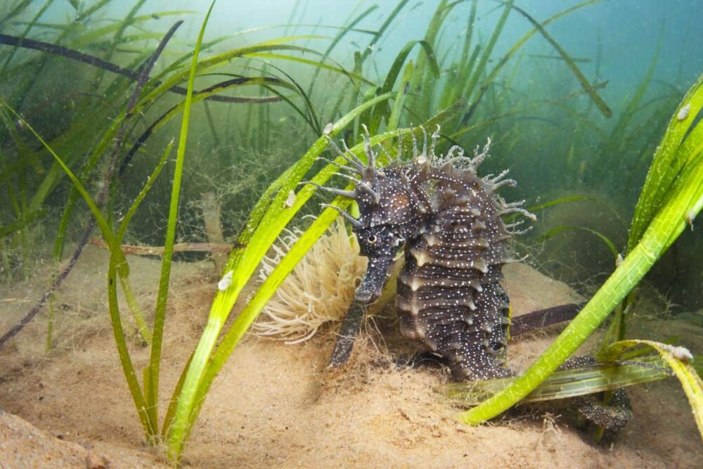 The project to restore sea meadows will help boost biodiversity