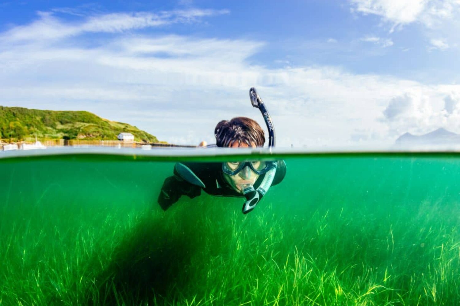 A diver collects seagrass seeds as part of a project to restore seagrass beds