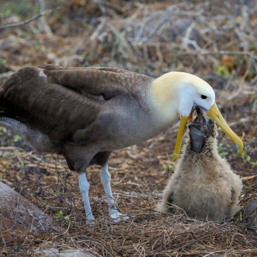 Albatrosses are being used to spy on illegal fishing boats