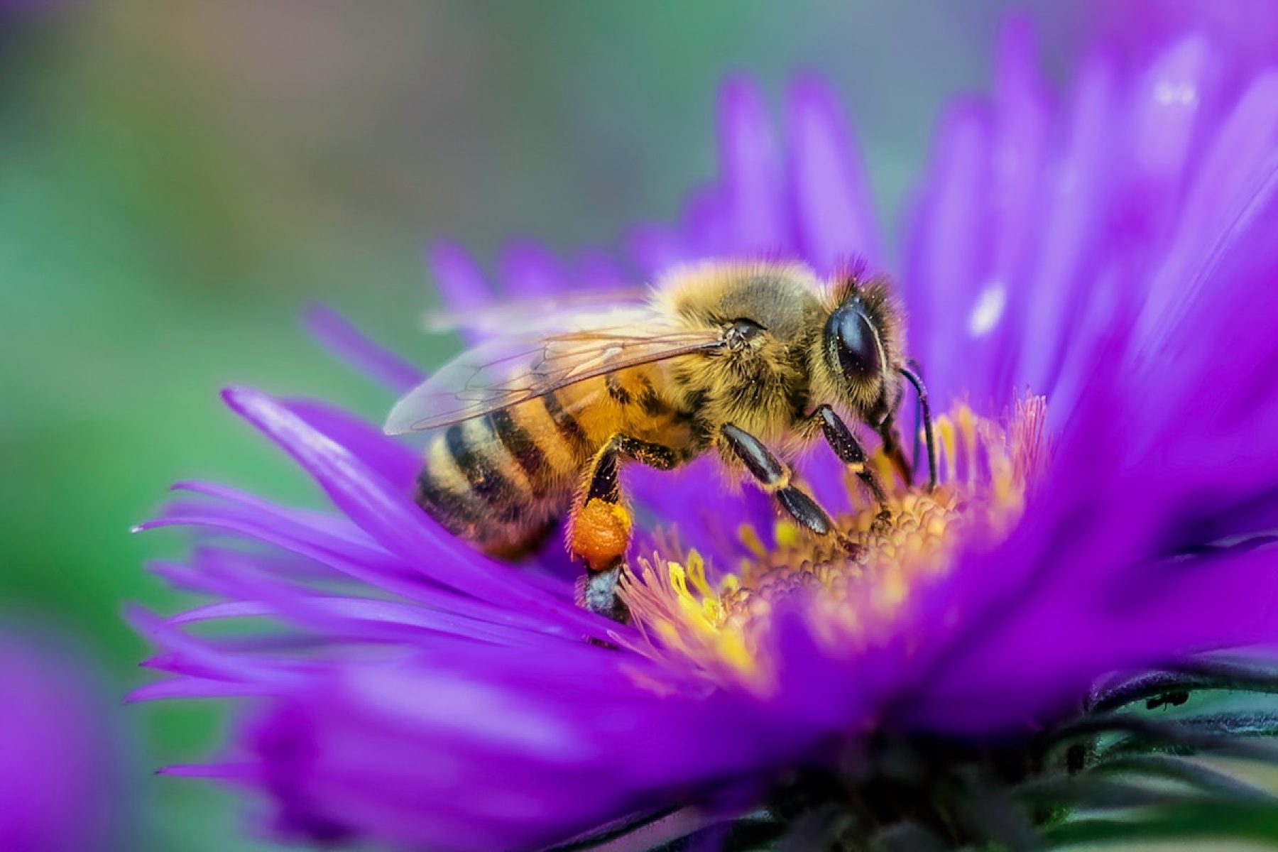 World Bee Day Five Projects Making A Difference To Bees This Year Positive News