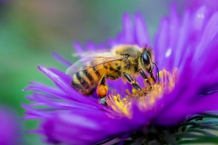 Image for World Bee Day: five projects making a difference to bees this year
