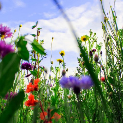 World Bee Day Five Projects Making A Difference To Bees This Year Positive News