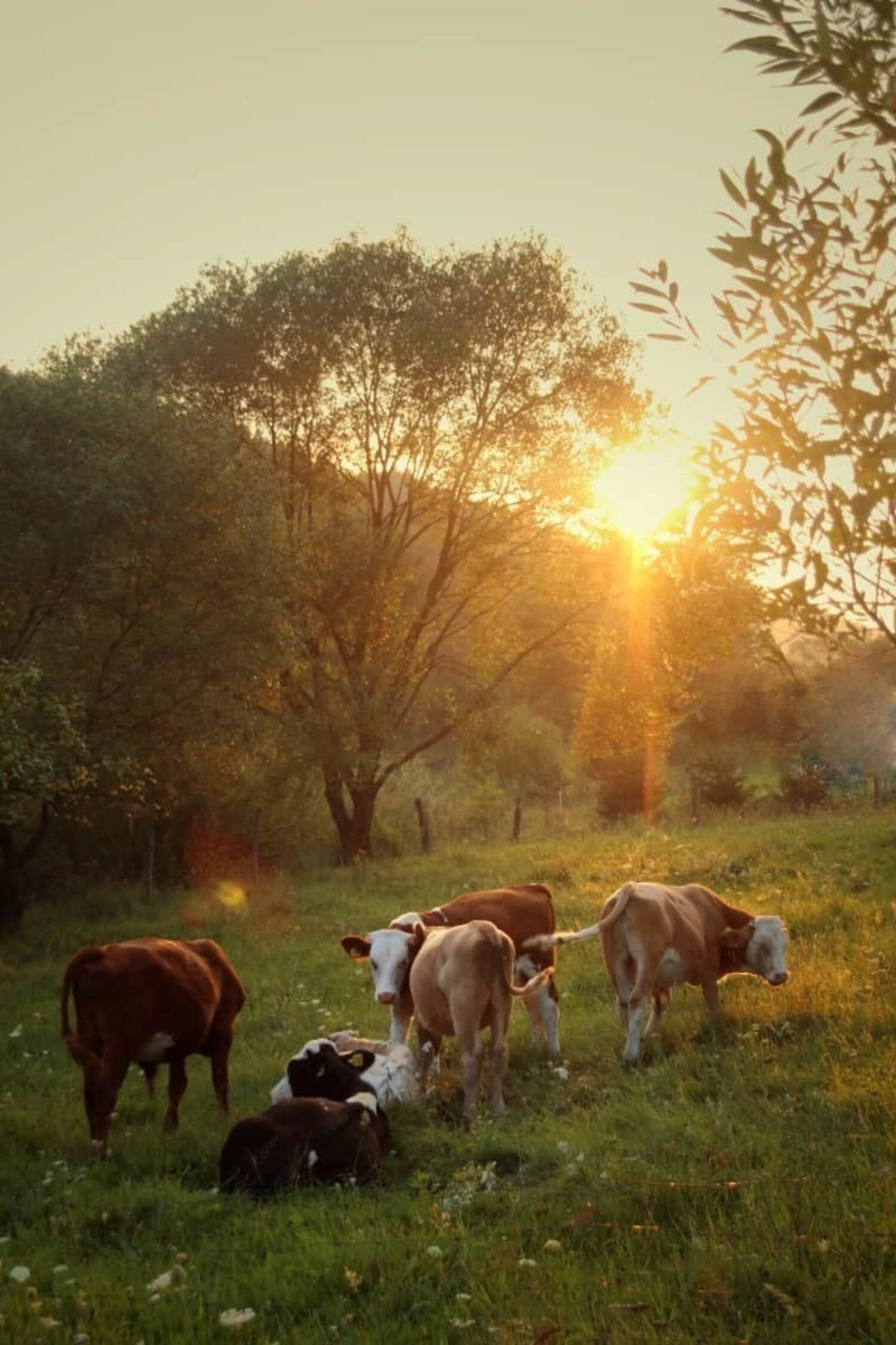 Grazing cows