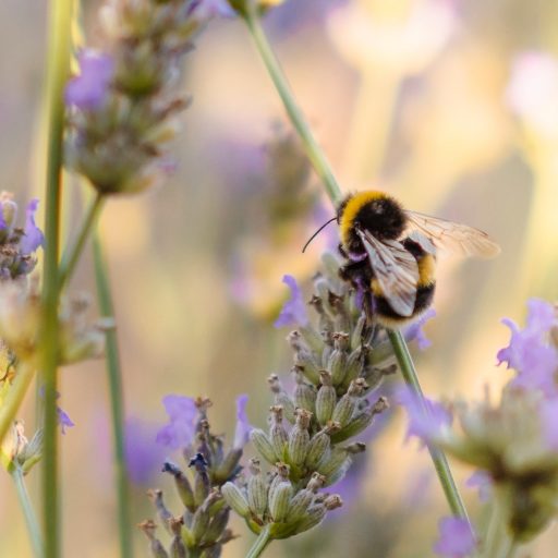 World Bee Day Five Projects Making A Difference To Bees This Year Positive News