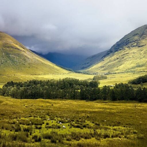 Rewilding the Scottish Highlands during lockdown