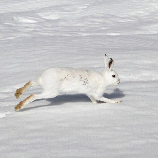 Scotland banned the mass culling of hares this week