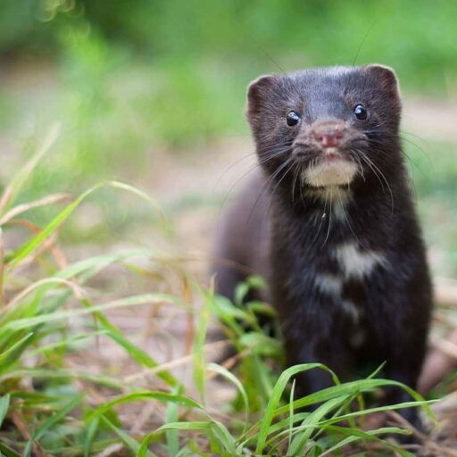 Positive news: MPs in Poland voted to ban mink farming