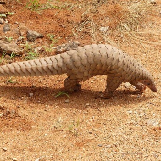 Pangolins were offered the highest level of protection in China