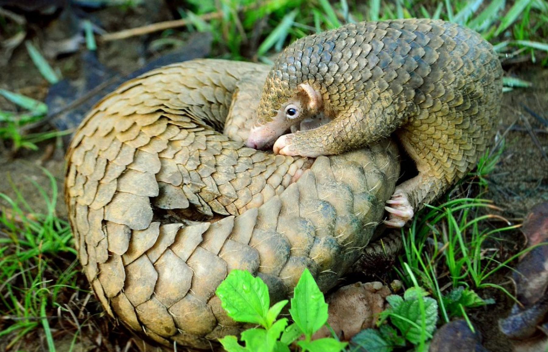 Image for Pangolins protected in China as scales removed from medicine list