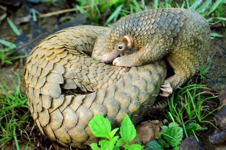 Image for Pangolins protected in China as scales removed from medicine list