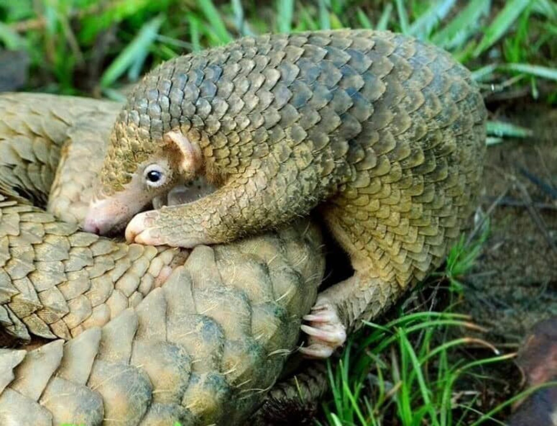 Image for Pangolins protected in China as scales removed from medicine list