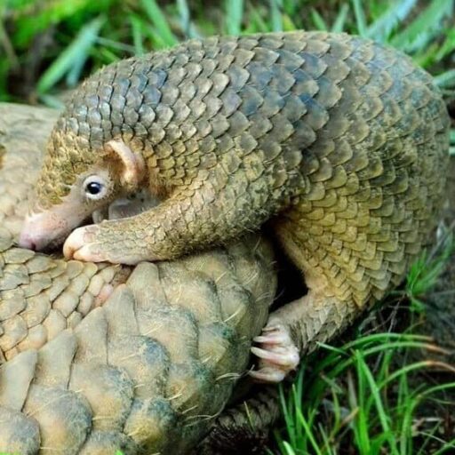 Pangolins face a brighter future as China offers them protected status