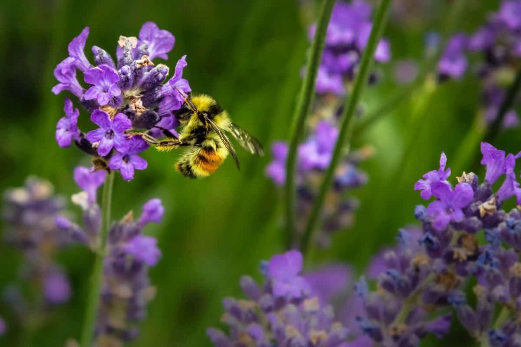 Image for Feeding bees and greening the economy: what went right this week