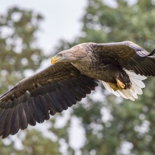 White-tailed eagles are another conservation success story