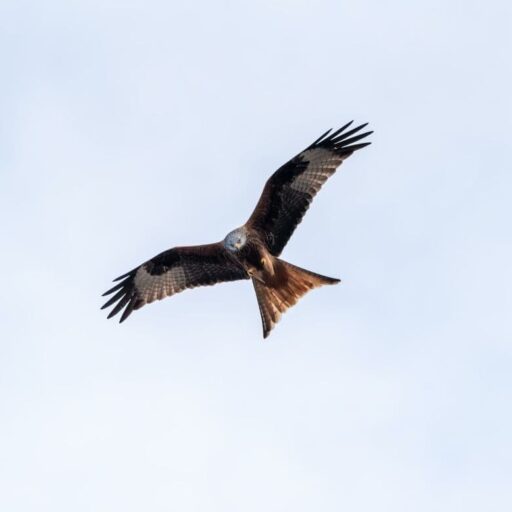 The was positive news for red kites this week