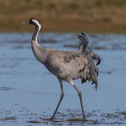 Cranes have returned to the UK after being hunted to extinction