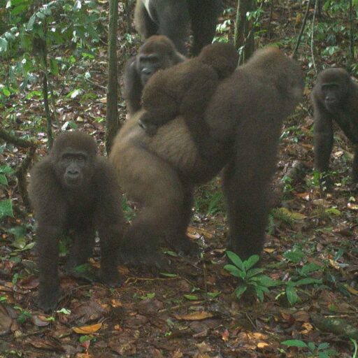 Rare gorillas have been caught on camera with their young for the first time