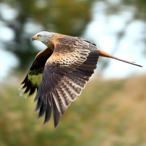 Red kites are one of Englands most celebrated conservation success stories