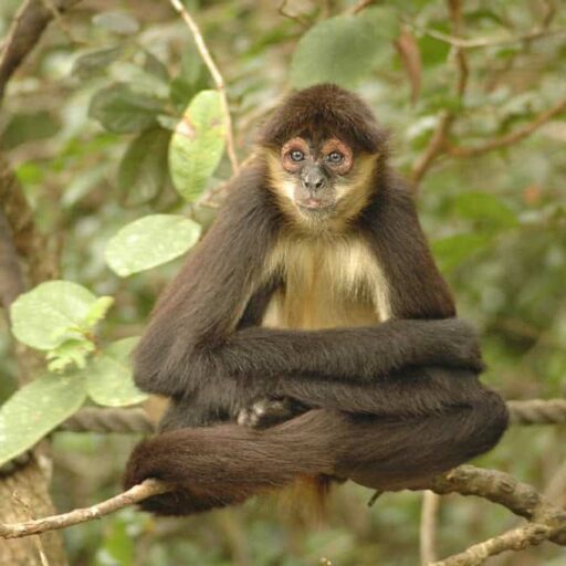 A citizen science project has launched to monitor drone footage of spider monkeys