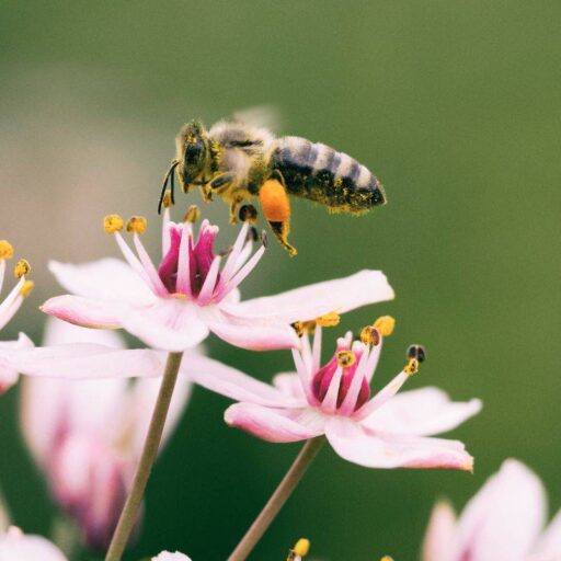 New wildflower highways planned to reverse insect declines