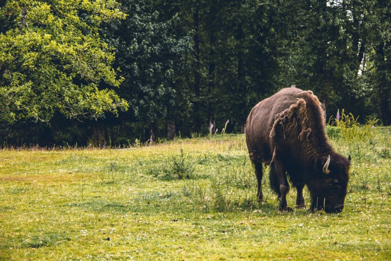 Image for What went right: bison poised for UK comeback, plus other good news stories